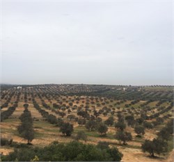Olive Farming in Tunisia